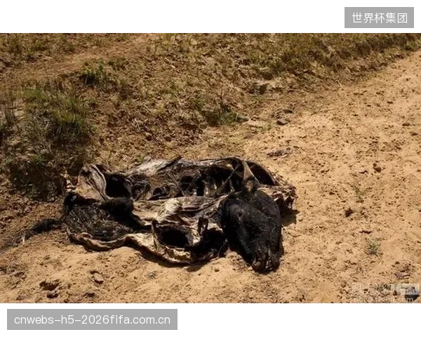 数据碾压津巴布韦的比赛中,南非队后卫姆博卡齐依然染红,显示优势下心态控制不足。 数据碾压津巴布韦的比赛中,南非队后卫姆博卡齐依然染红,显示优势下心态控制不足。